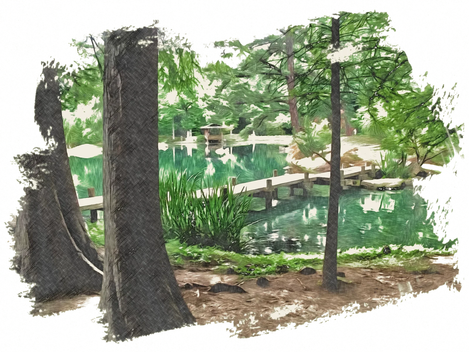 Maymont's Japanese Garden in summer, rendered as a pencil illustration — a still pond crossed by a low wooden footbridge, cypress trunks in the foreground and dense green canopy beyond.